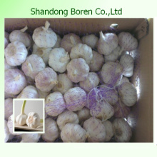 Supply Nature Fresh White Garlic